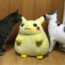 ツムギ(会長)'s profile picture