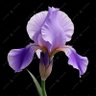زهرة السوسن's profile picture