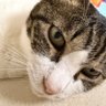 風輝 profil fotoğrafı