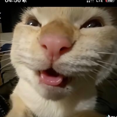 mahmoudaltfr's profile picture