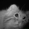 𝕾𝖊𝖆𝖗𝖆𝖎 🌲 profil fotoğrafı