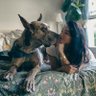 goddess'k9 profil fotoğrafı