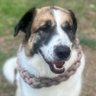 🐾𝓑𝓲𝓻𝓭𝓲𝓮𝓣𝓱𝓮𝓓𝓸𝓰's profile picture