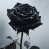 Profilbild von Rain