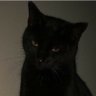 札幌の黒猫🐈⬛ 的头像
