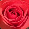 Rose profil fotoğrafı
