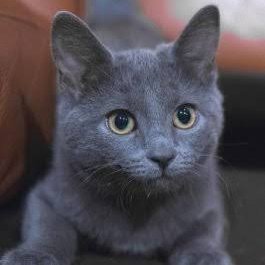 Haldilal's profile picture