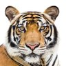 tiger's profile picture