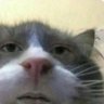 AlfaYankeeKiloOscar🌳's profile picture