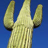 Фото профиля Cien Cactus