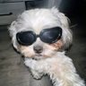 champ's profile picture