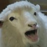 Profilbild von 羊🐑🐐