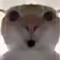 noob's profile picture