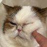 Фото профиля あかんぐちあか