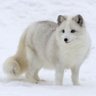 Фото профиля angry_angry_fox