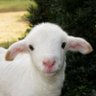 LinZX's profile picture