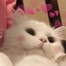 rakjing's profile picture