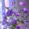 Фото профиля مالك ال قطان