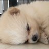 KeyKoi🐶's profile picture