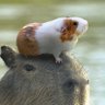 🍊🐹 profil fotoğrafı