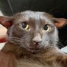 Ferrero's profile picture