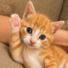 Cats & Kittens profil fotoğrafı