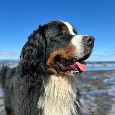 Brie's World 🌍🇬🇧🇨🇭's profile picture