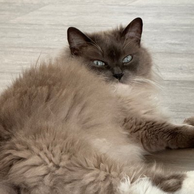 Trixie's profile picture