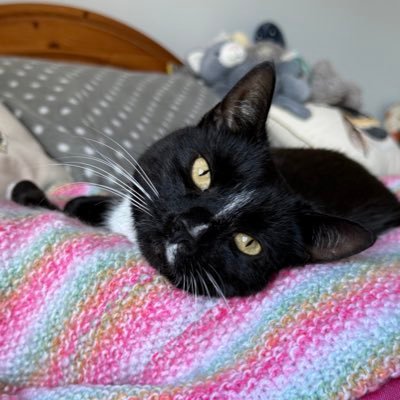 catsinoxford's profile picture