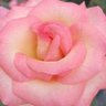 Raja Yasir Aslam7's profile picture