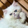 爪|ㄥᗪ ㋛ profil fotoğrafı