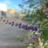 Фото профиля majed