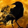 Raven 的头像