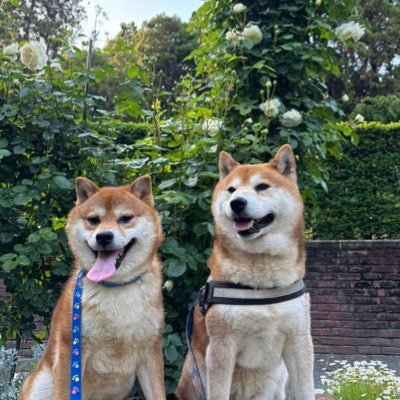 しばいぬのるいくん's profile picture