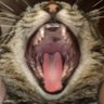sligean duncan's profile picture