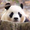 🐼panda 的头像