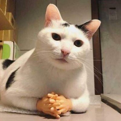 joia rara do inferno's profile picture
