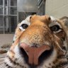 toger's profile picture