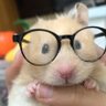 Фото профиля Hamster Hammi