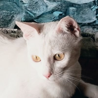 ฟาไฉ่ 🍓🏰👑's profile picture