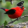 songbird45's profile picture