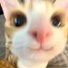 不二 喵 profil fotoğrafı