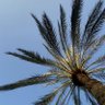 نخلة قصيمية 🌴 profil fotoğrafı