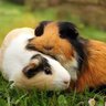Profilbild von #1 guinea pig lover