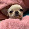 Eepy 💗🐾 的头像