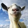 Profilbild von Niko