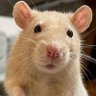 RAT's profile picture