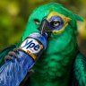 O Patriota (益)🇧🇷 🇸🇻  (Hikikomori) profil fotoğrafı