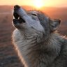 Profilbild von SilverWolf