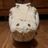 🦎Viscerasuchus🪶 (croc enjoyer🐊) profil fotoğrafı